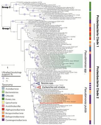 MqsR/MqsA Toxin/Antitoxin System Regulates Persistence and Biofilm Formation in Pseudomonas putida KT2440